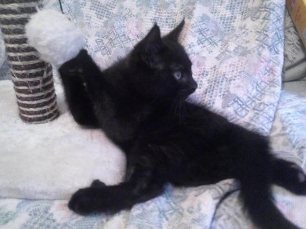 Image 4 of Black with faint tabby markings male kitten