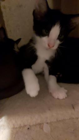 Stunning Oriental Kittens BLACK AND WHITE 3 BOYS for sale in Biggleswade, Bedfordshire - Image 17