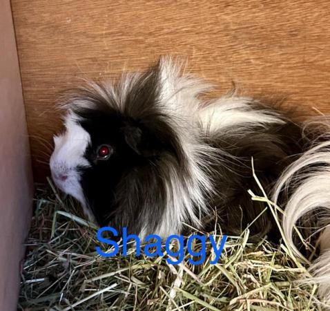 Image 5 of Rescue Guinea Pigs (with advice and guidance) for Adoption