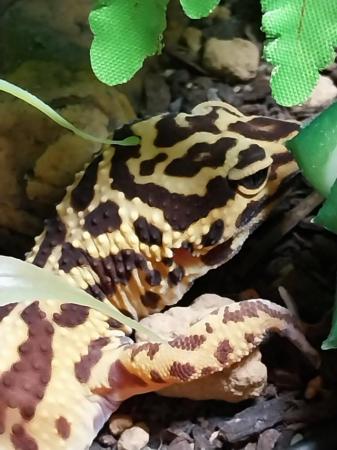 Image 3 of Female leopard gecko with everything