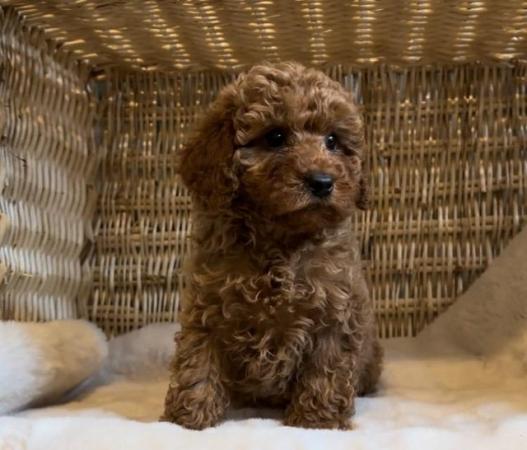 Image 4 of Toy Cavapoo puppies Available