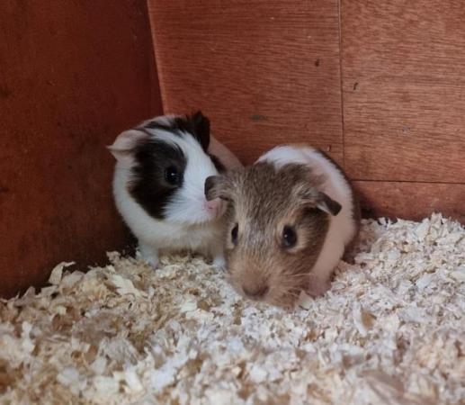 Image 5 of Baby boy guinea pigs for sale