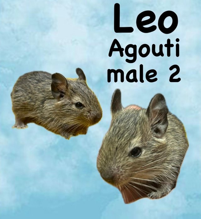 Preview of the first image of Young Degu’s ready now girls and boys.