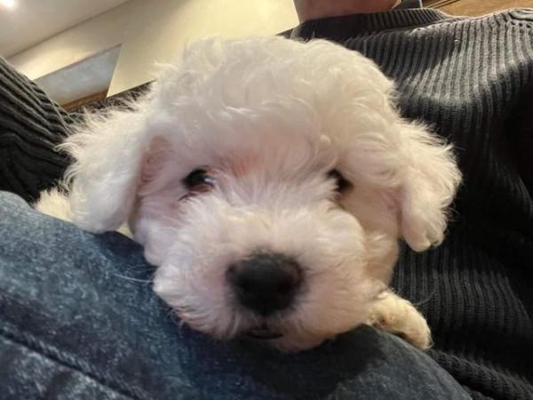 Image 2 of Gorgeous KC registered, health tested, Bichon Frise pups