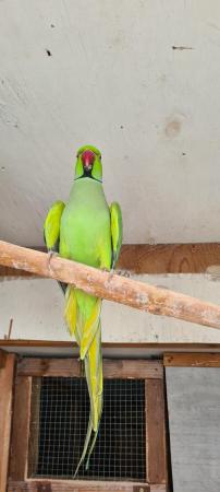 Image 2 of I have mutation ringneck male close rung