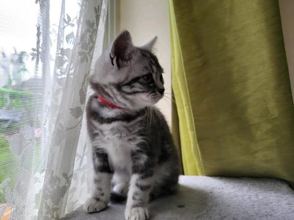 Image 16 of BSH Classic Silver Tabby