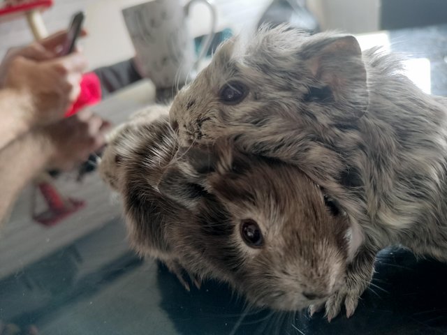 Preview of the first image of Baby Guinea pigs an a rabbit.