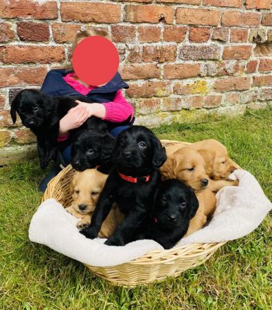 Image 8 of Ready Saturday - Beautiful F1 Labradoodle Puppies KC Parents