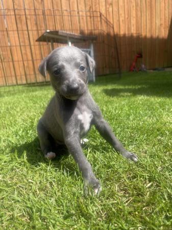 Image 1 of READY 6/7/24 Adorable homebred KC registered Whippet pups