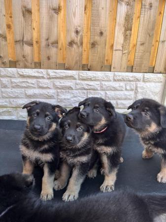 Image 12 of German shepherd puppies ready now