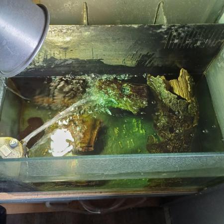 Image 2 of 2 young turtles with tank for sale