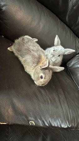 Image 6 of 6 weeks mini lop rabbits ready on 7th june