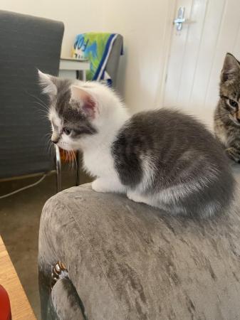 Image 6 of Adorable Kittens for sale