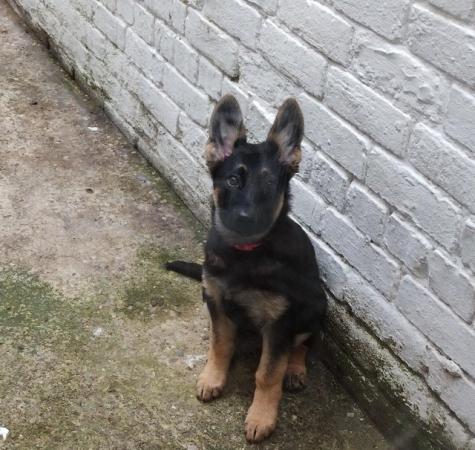 Image 1 of German shepherd puppy forever home wanted.