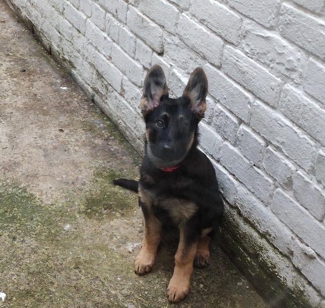Preview of the first image of German shepherd puppy forever home wanted..