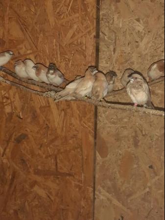 Image 1 of Beautiful 2023 hatched Bengalese finches