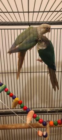 Image 5 of 1 year old pair of Green Conures semi tamed