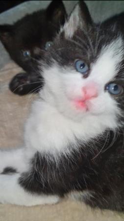Image 4 of Beautiful British shorthair Cross x Calico kittens