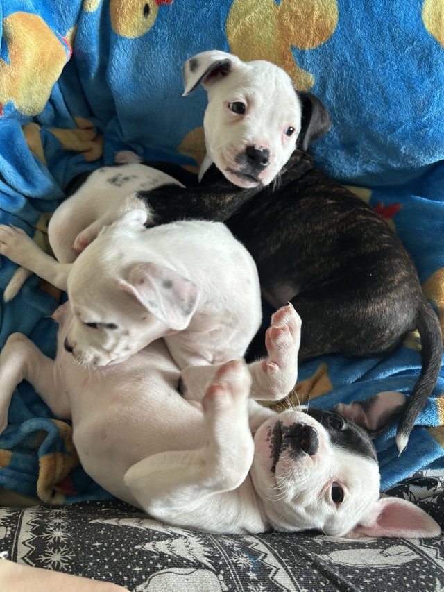Preview of the first image of Reduced!!!Beautiful playful staff cross pups 3 LEFT!.