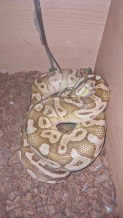 Image 3 of Lesser Ball Python (Adult Male)