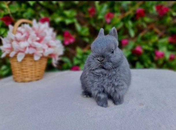 Image 6 of Netherland Dwarf Bunnies for Sale.