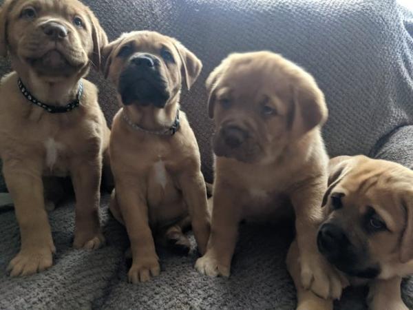 Image 8 of Large mix breed puppies for sale