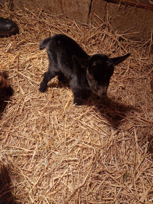 Preview of the first image of Female and wether Pygmygoat kids for sale.