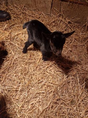 Image 1 of Female and wether Pygmygoat kids for sale