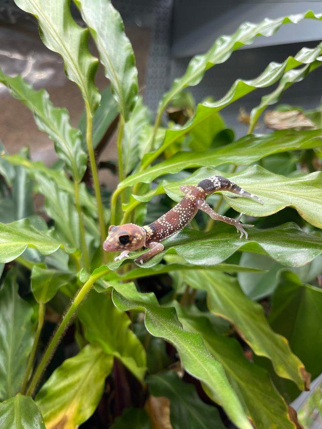 Preview of the first image of Barking Geckos At Urban Exotics.