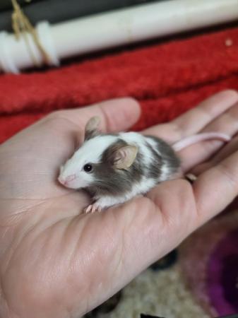Image 8 of Friendly baby mice ready now