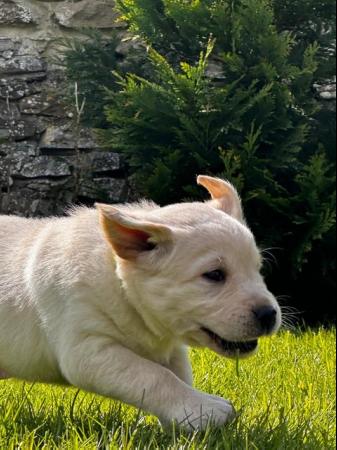 Image 8 of Gorgeous Chunky Labrador x Golden Retriever Puppies