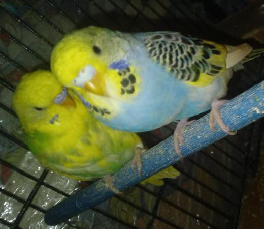 Image 4 of Budgies for sale liverpool