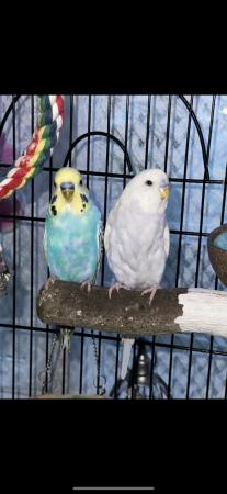 Image 5 of 2 male budgies with cage, accessories, toys and food