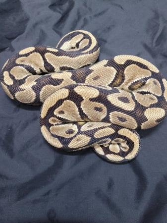 Image 5 of Yellow belly female royal python