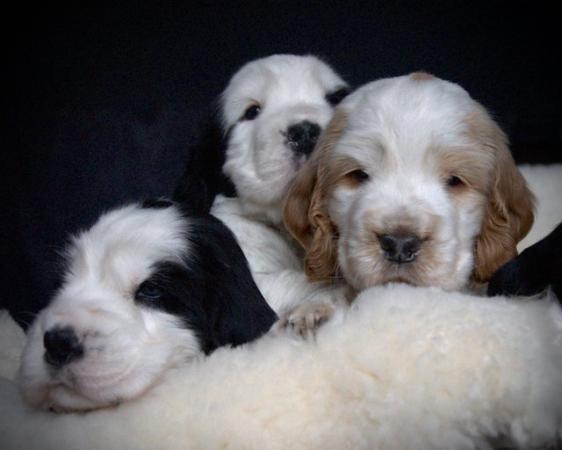 Image 35 of Show Cocker Puppies (KC Registered and fully health tested)