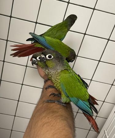 Image 3 of Hand Reared Baby Green Cheek Conures £280