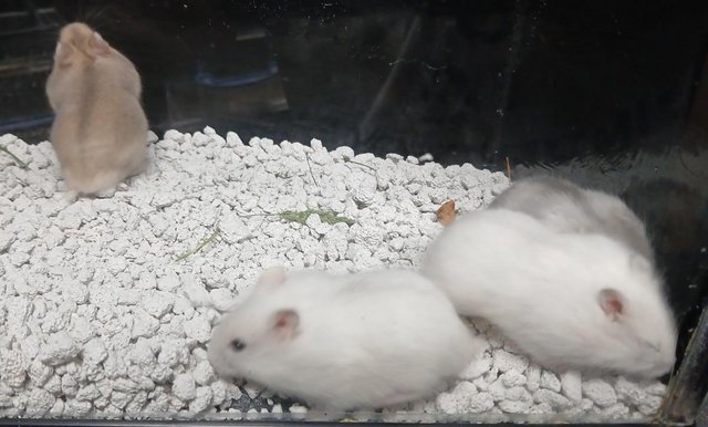 Image 16 of Baby Campbells Dwarf Hamsters , Different colours