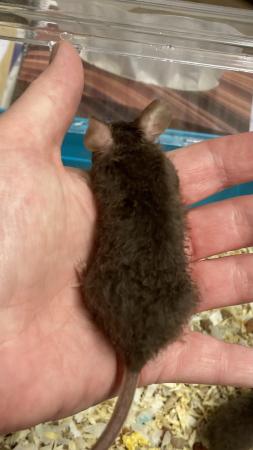 Image 9 of Male Fancy Mice long hair curly fluffy