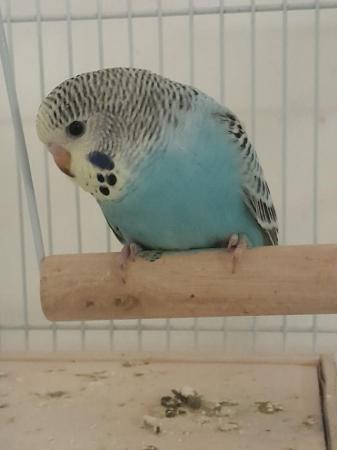 Image 3 of Baby budgies for sale, various colours available,  males an,