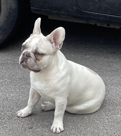 Image 22 of KC REGISTERED TRUE TO TYPE FRENCH BULLDOG BOY