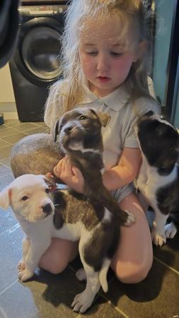 Image 5 of Mixed breed puppies available now