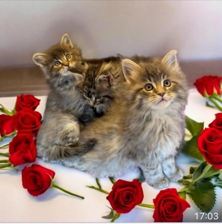 Image 1 of Tica Registered stunning kittens