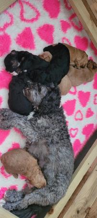 Image 5 of F1b shihpoo puppies 4 weeks old