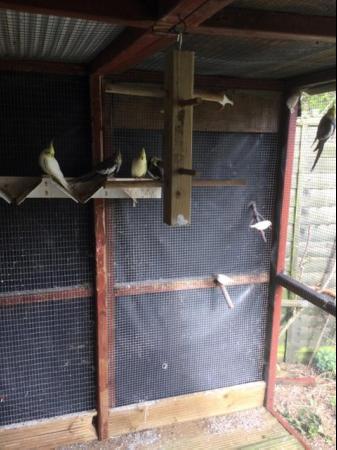 Image 2 of Cockatiels and baby budgies for sale East Harling,NR162JB