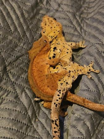 Image 5 of Baby dalmatian crested gecko poss super dal