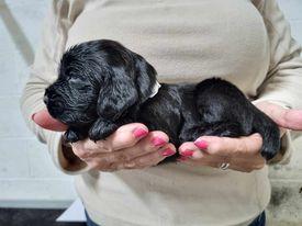 Image 16 of KC registered Cocker Spaniel puppies for sale