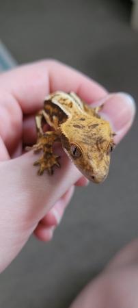 Image 2 of Beautiful tailless Crested gecko