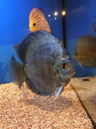 Image 9 of 12 Chens Discus for sale