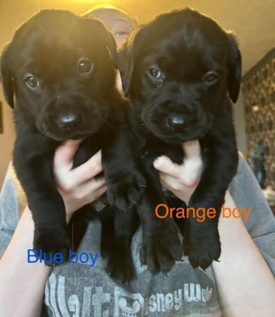 Image 3 of Playful Black Labrador pups - perfect family dogs