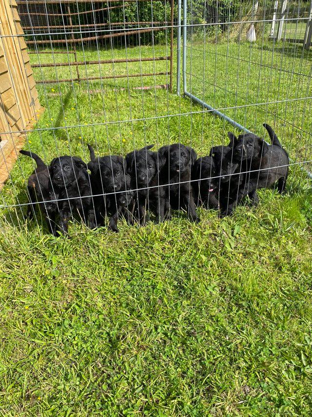 Preview of the first image of German shephard cross Labrador puppies beautiful puppies.
